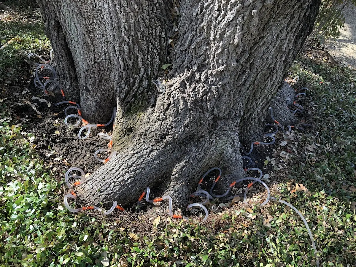 Detailed Tree Cabling and Bracing job site in Stone Creek