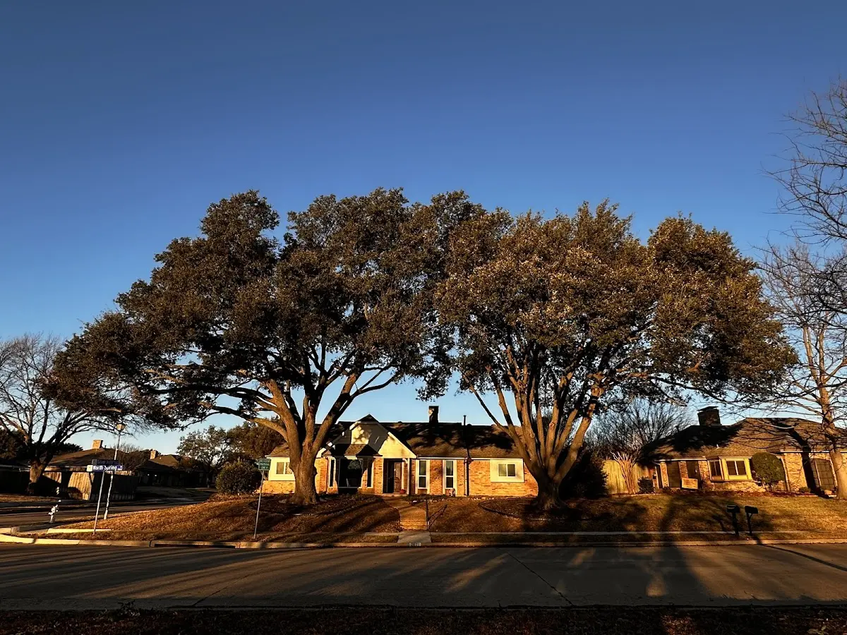 Established residential canopy tree shading a home in Stone Creek